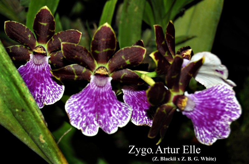 Z. Arthur Elie in bloom